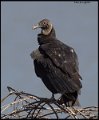 _6SB9682 black vulture